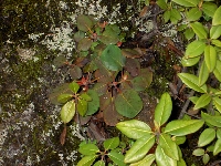  R. orbiculare and R. concinnum ssp. gonggaense, Jes Hansen 